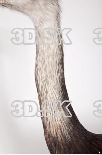 Emus neck photo reference 0009